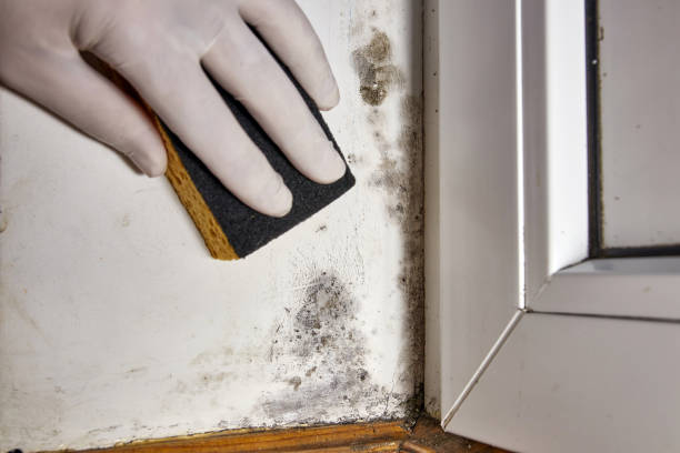 Best Mold Remediation for Healthcare Facilities  in La Fayette, AL